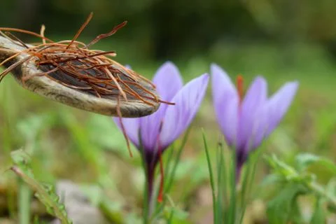 Close up on Crocus sativus Stock Photos