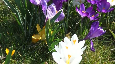 Close-up crocuses Stock Footage 47788841