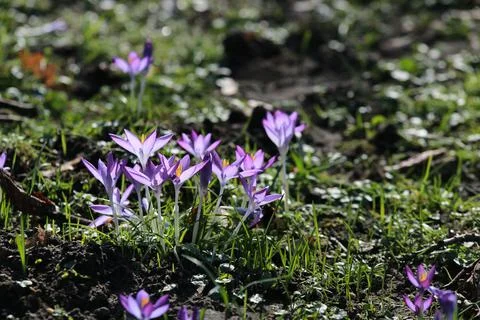 Close up of crocuses in the park Foto stock