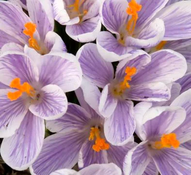 Close up of Crocuses Stock Photos