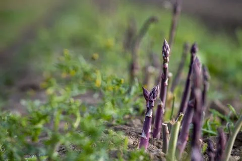 Close up of a crop of asparagus Stock Photos