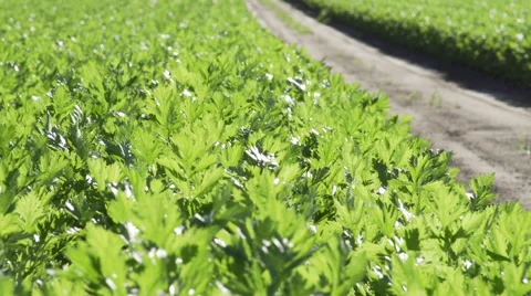 Close Up Of Crop Of Celery Stock Footage 64026789