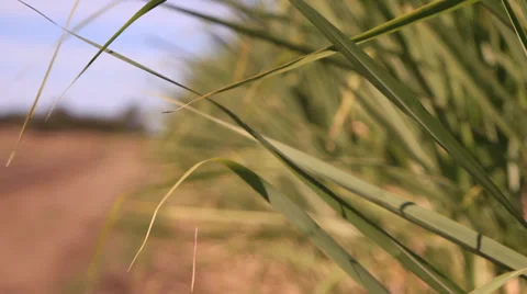 Close crop focus pull 库存影片 39565437