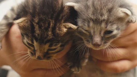 Close up crop portrait of two young kitten mewing in faceless hands handheld Stock Footage 160949471