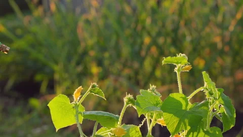 Close Up of Crop Sprayer, nozzle spraying water with fertilizer on cucumber Stock Footage 134512746