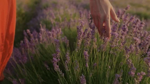 Close up, crop of woman`s hand touching lavender flowers in blooming field Stock Footage 115739524