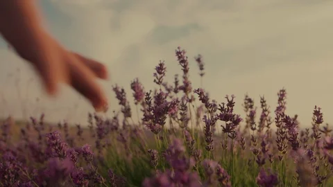 Close up, crop of woman`s hand touching lavender flowers in blooming field Vídeo Stock 115821582