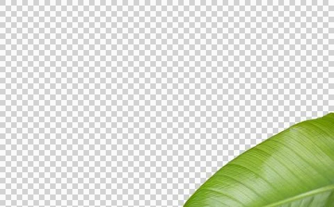 Close-up of cropped green leaf Stock Illustration