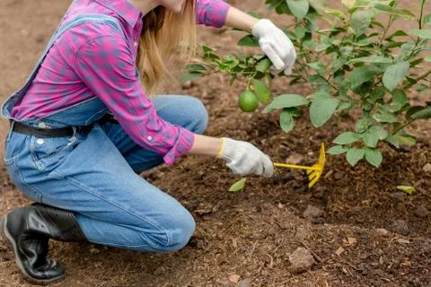 Close up cropped photo. active woman weeding the garden Stock Photos