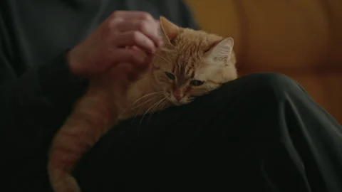 Close-up cropped shot of unrecognizable loving pet owner gently stroking ginger Stock Footage 305500619