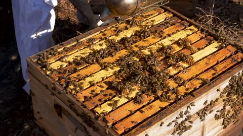 Close-up cropped view of a Beekeeper' s hand closing an African honey bee hive Stock-Footage 132704130
