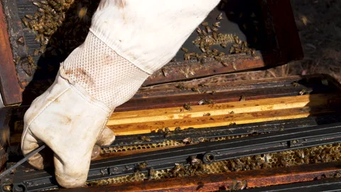 Close-up cropped view of a Beekeeper' s hand removing a hive frame from an Stock Footage 132704422