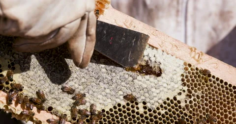 Close-up cropped view of a Beekeeper' s hand scraping off the wax caps on a hive Stock Footage 132706040