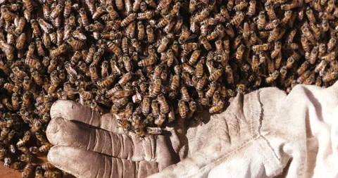 Close-up cropped view of a Beekeeper' s hand scooping up African honey bees off Stock Footage 132708545