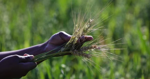 Close-up cropped view of a Black African female farmer's hands wheat ear Stock Footage 157646131