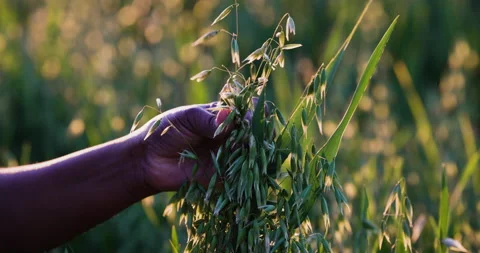 Close-up cropped view of a Black African female farmer's hands examining grain Video stock 157646192
