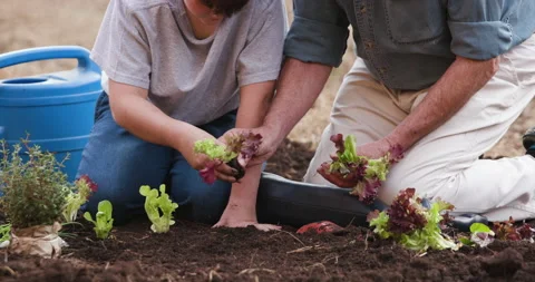 Close-up cropped view of a father and cute son planting seedlings Stock Footage 132690616