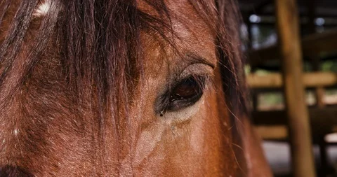 Close-up cropped view of a horse's eye Stock Footage 107323132