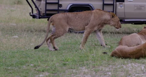 Close-up. Cropped view of a lioness walking to join a pride of lions   Stock Footage 276557283