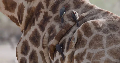 Close-up cropped view of red-billed oxpeckers grooming and cleaning parasites 動画素材 295608996