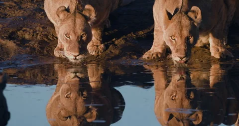 Close-up cropped view. Two lionesses drinking at a waterhole Stock Footage 281850826