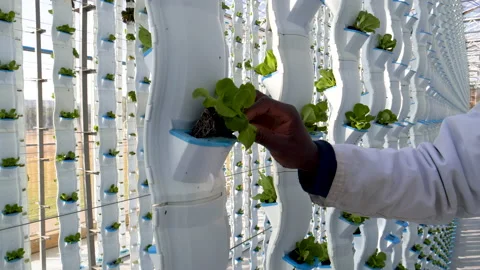 Close-up cropped view of a worker planting young lettuce in a hydroponic farm Stock Footage 133563463