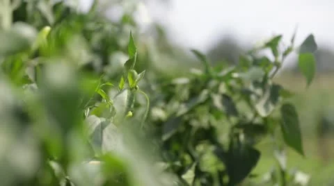 Close up of crops blowing in wind Stock Footage 21788435