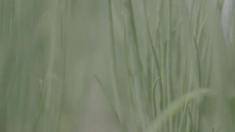 Close up of crops in dry field, southern Madagascar Video stock 281860009