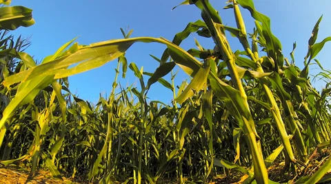 Close-Up of Crops Stock Footage 36149777