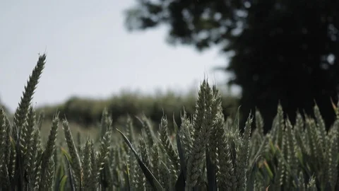 Close-up of crops in a UK field, handheld Video stock 91622342