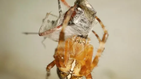 Close-up of cross orb-weaver spider (Araneus diadematus) eating captured fly 스톡 동영상 330720071