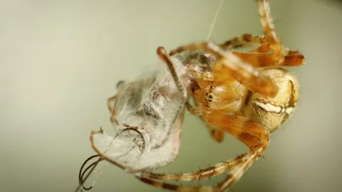 Close-up of cross orb-weaver spider (Araneus diadematus) Stock Footage 330720081