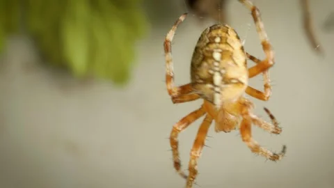 Close-up of cross orb-weaver spider (Araneus diadematus) 스톡 동영상 330720157