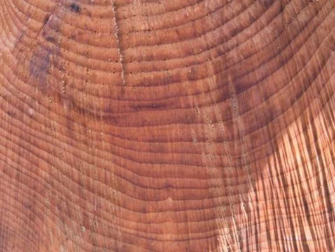 Close-up cross-section cut tree trunk. Stock Photos