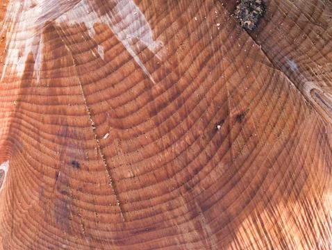Close-up cross-section cut tree trunk. Stock Photos