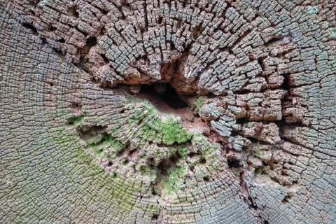 Close up of a cross section of a fallen tree 库存照片