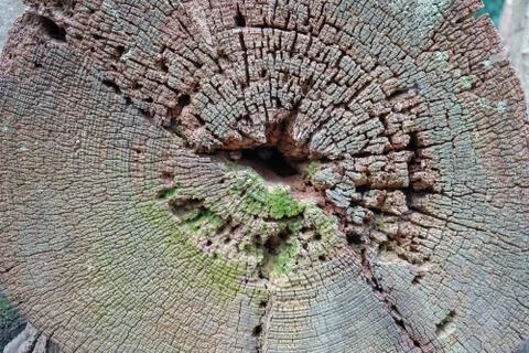 Close up of a cross section of a fallen tree 写真素材