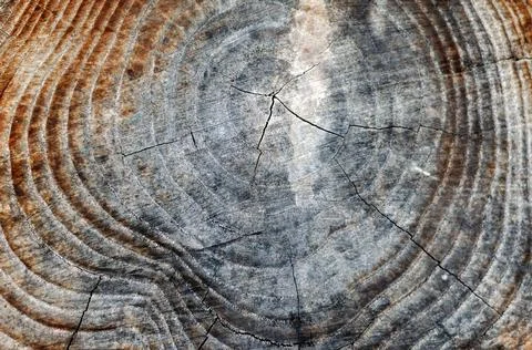 Close-up of a cross-section of a thick tree. Texture of an old rotting stump  Stock Photos