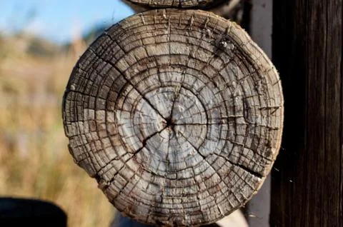 Close-up of cross section of tree trunk Stock Photos