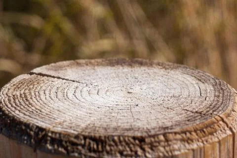Close-up of cross section of tree trunk Foto stock