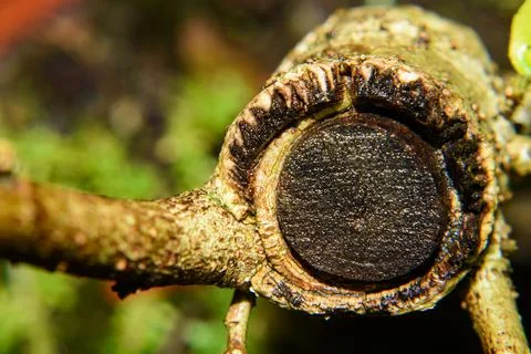 Close up cross section view of a plant stem . Stock Photos