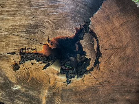 Close up cross section of a weathered log trunk with a natural hollow center. Stock Photos