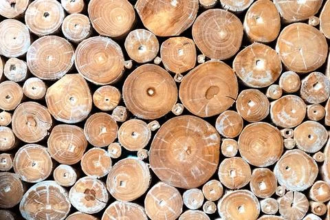 Close-up of the cross-sections of various sizes of teak wood logs Stock Photos