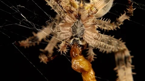 Close-up of Cross spider is eating an insect Stock Footage 59784474