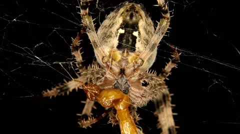 Close-up of Cross spider is eating an insect Stock Footage 59788174