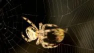 Close-Up Of Cross Spider Is Hunting Stock Footage