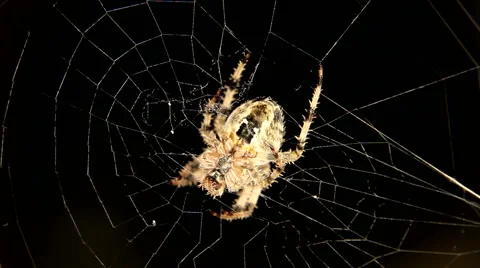 Close-up of Cross spider is hunting Stock Footage 59764037