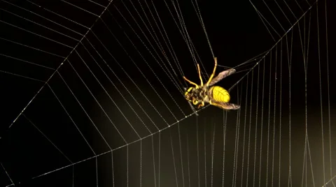 Close-up of Cross spider is hunting Stock Footage 59764203