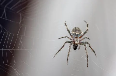 Close-up of a Cross Spider on its Web in Kyrgyzstan Stock Photos