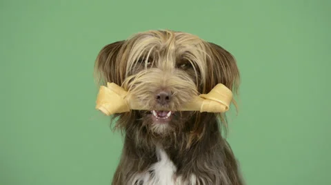 Close-up of a crossbreed dog holding a bone in its mouth, greenkey Stock Footage 30775392